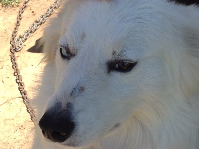 animal Puzzles by Chloe Klaebsch