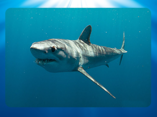 animales marinos by Ty U Gu