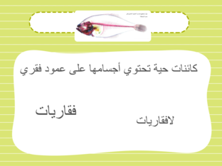 animals by majeda jarrah