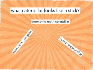 bb 6 by maggie ellis