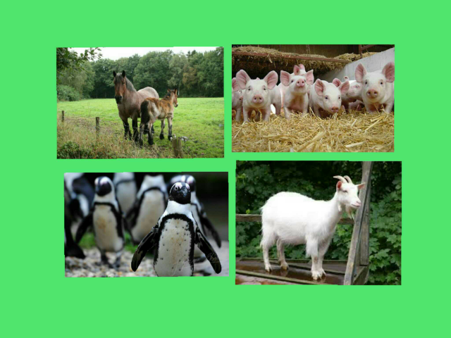 boerderijdieren by Lisa Snijders