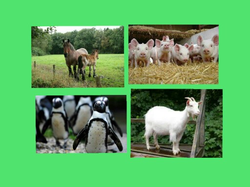 boerderijdieren by Lisa Snijders