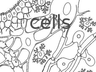 cells by elijah Farmer