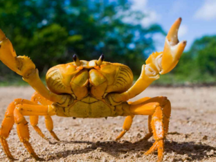 de  krab by Valerie Verdick