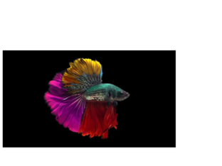 fish by Margaret Silski