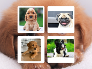 frankie's quiz by Tim Bozier