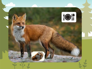 informatie vos, bosuil, bosmuis en adder by Cathy Van Der Vekens