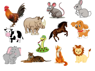 knowing animals by Phurpa Dema