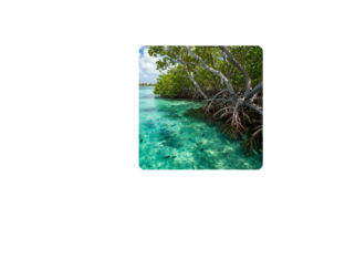 manglar by Karoll