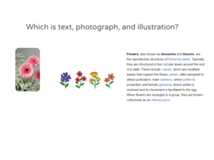 photo text illustr by Calli Lev