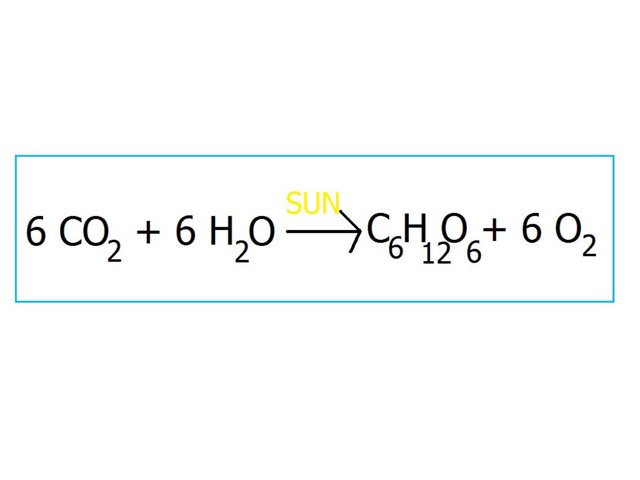 photosynthesis  by Emily Hruda