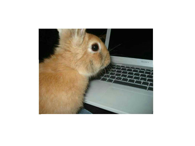 rabit by Maria D Fuentes