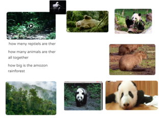 rainforest by sampson giannasi