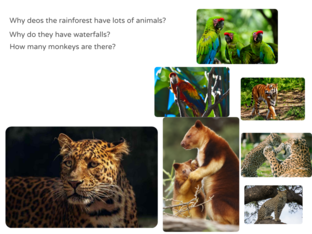 rainforest QUESTIONS? by Ariana Gubba