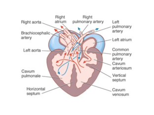 reptile heart puzzel by arabella whitley