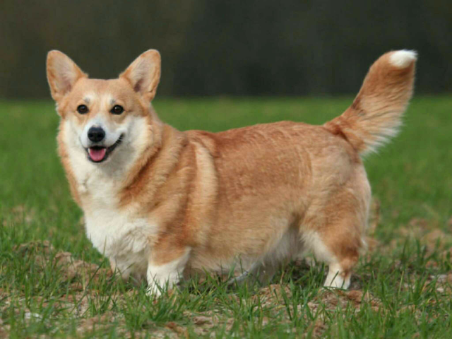 schattig by Tiny Steverink