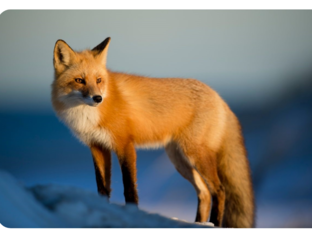 shaimaa by shaimaa wali