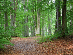 sporen in het bos by Milou Cremers