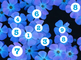 the counting flowers by connie heckrotte