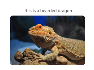 what is a bearded dragon? by Hannah Karkoff